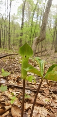 Arisaema triphyllum