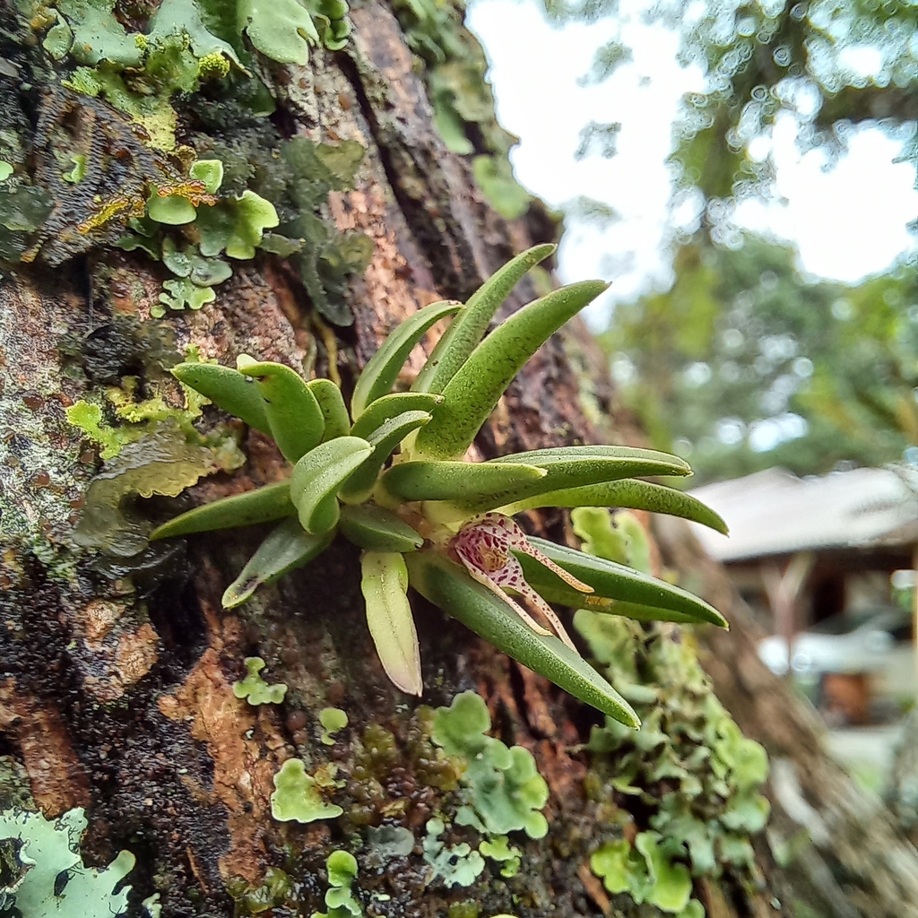 Dryadella lilliputiana