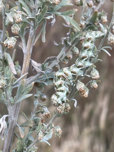 Wormwood