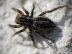 Phlegra fasciata