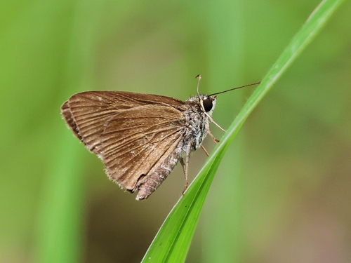 Toxidia thyrrhus