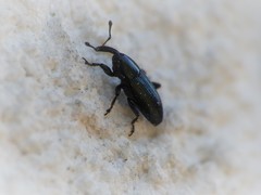 Baridina