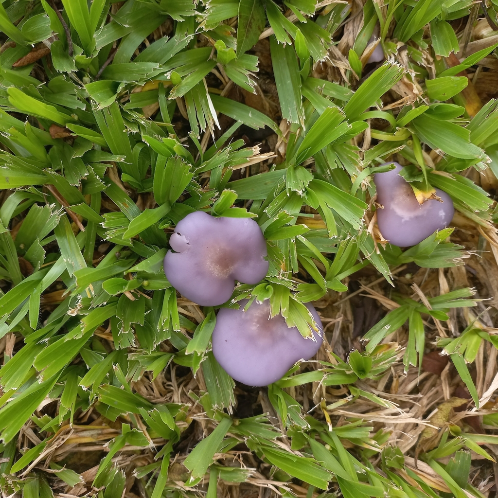 Collybia sordida · January 2024 · photo: © patricia_mees (iNaturalist, cc-by)