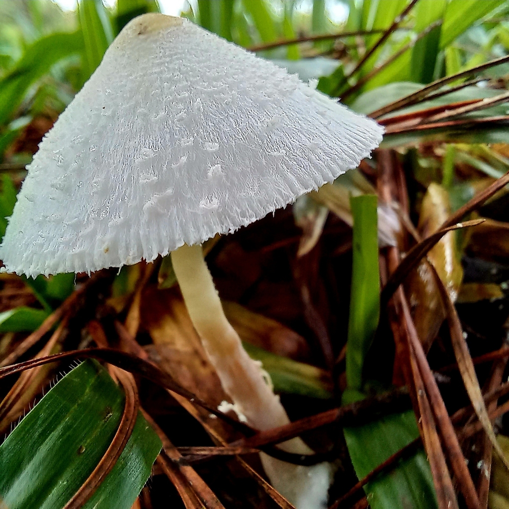 Leucocoprinus cepistipes · January 2024 · photo: © patricia_mees (iNaturalist, cc-by)