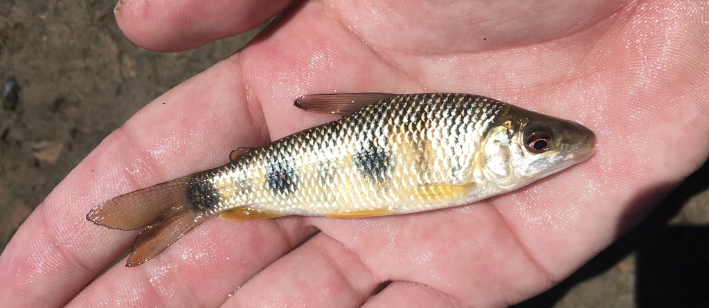 Piava (Leporinus obtusidens) — Anostomidae