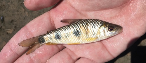 Piava (Leporinus obtusidens) — Anostomidae