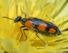 Eupompha elegans