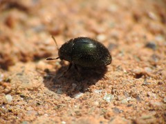 Lamprobyrrhulus nitidus