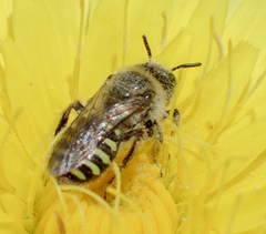 Calliopsis puellae