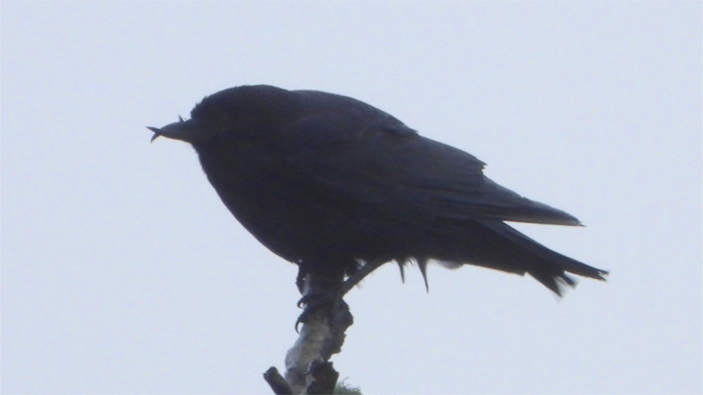 January Crow American Crow from Clatsop County, OR, USA on January 27, 2024 at 12:59 ...