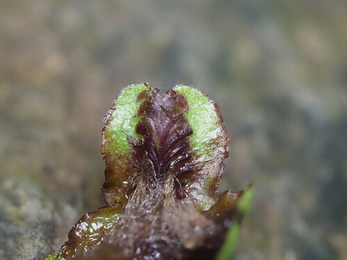 Marchantia marginata