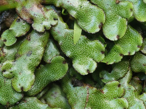 Marchantia marginata