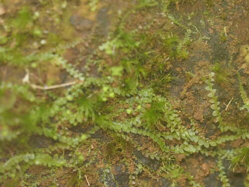 Asperifolia arguta observed 2024-01-20