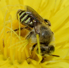 Calliopsis puellae