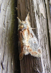 Notodonta scitipennis