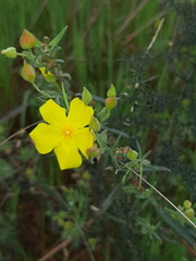 Cistus calycinus