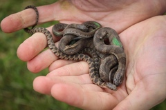 Nerodia sipedon insularum