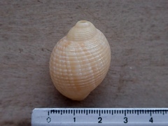 Tonna pennata