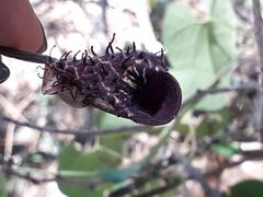 Aristolochia taliscana