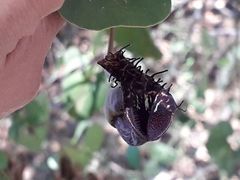 Aristolochia taliscana