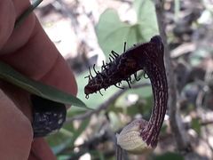 Aristolochia taliscana