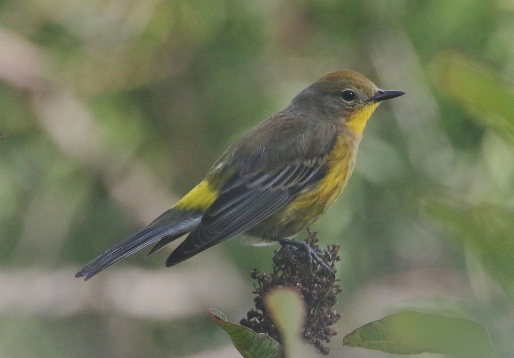 Yellow-rumped × Magnolia Warbler