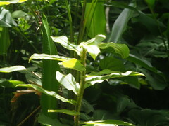 (c) Kevin Faccenda, some rights reserved (CC BY) Costus villosissimus, photograph (c) Kevin Faccenda, some rights reserved (CC BY)
