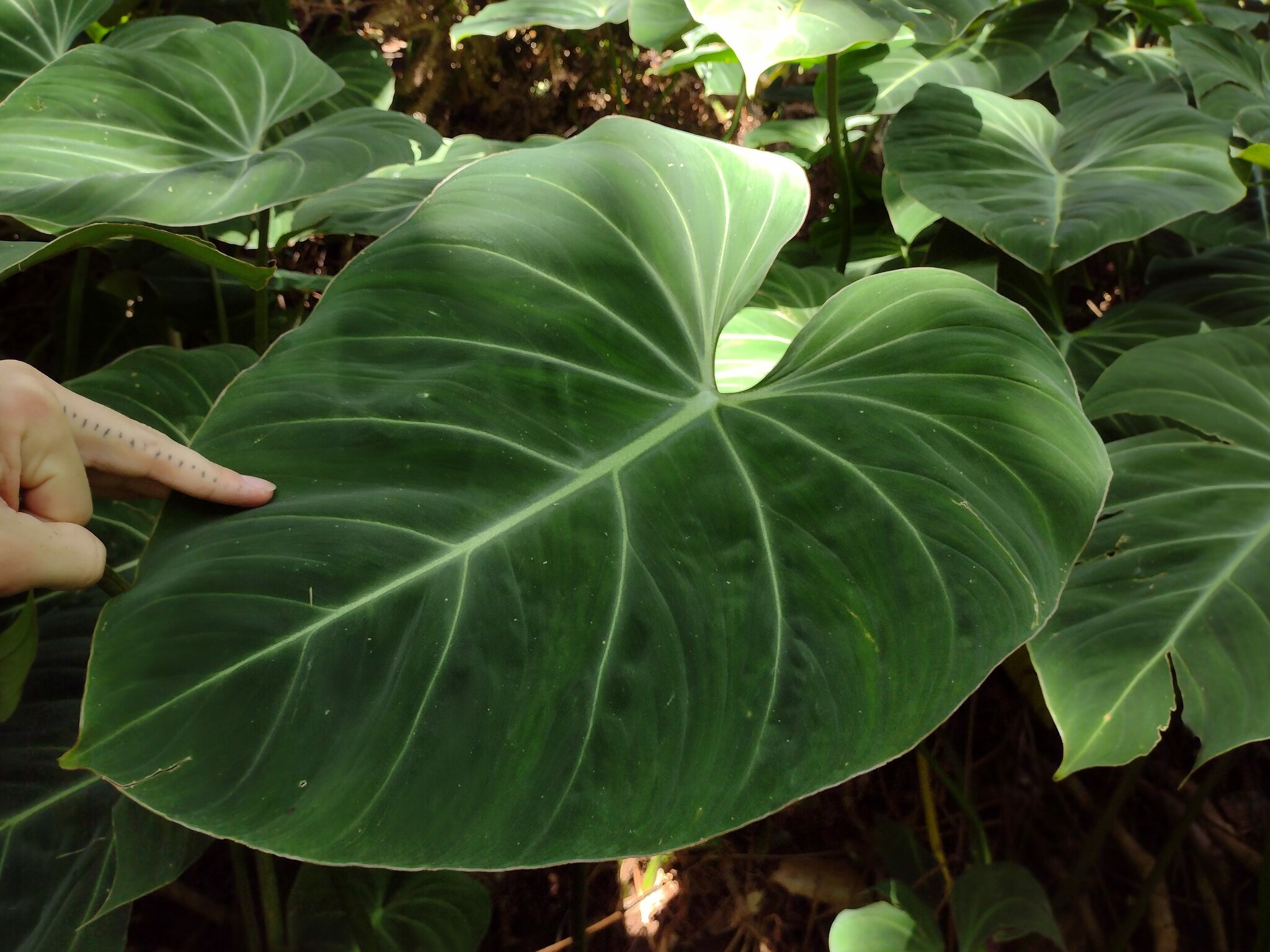 Philodendron gloriosum