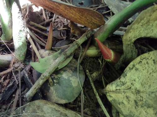 Philodendron gloriosum