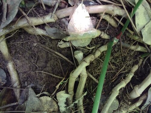 Philodendron gloriosum