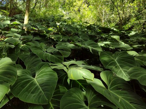 Philodendron gloriosum