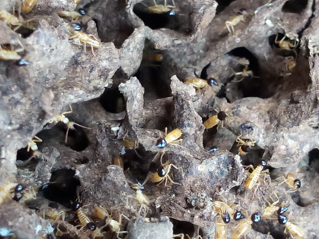 Conehead Termites from Valledupar on April 14, 2019 by Juan José