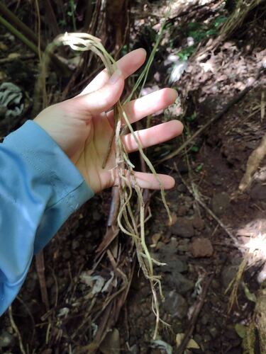 Vanilla planifolia