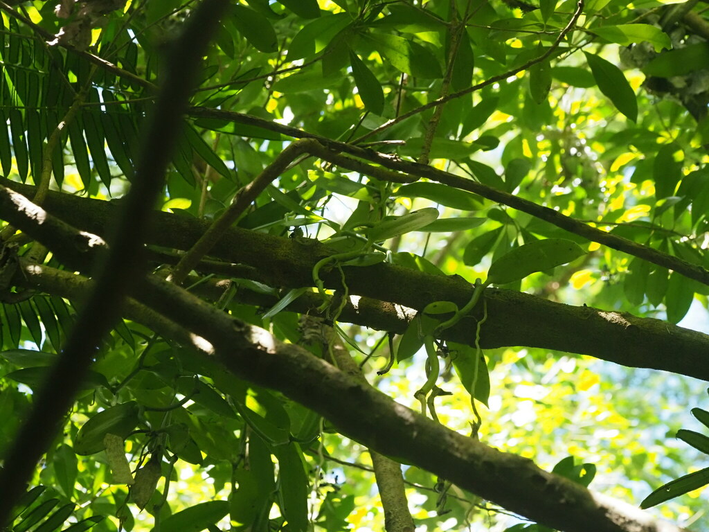 Vanilla planifolia