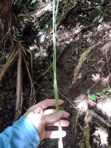 Vanilla planifolia