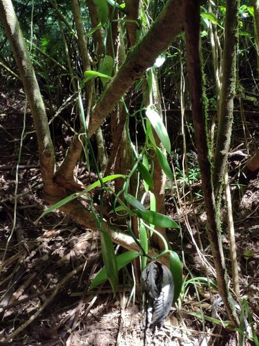 Vanilla planifolia