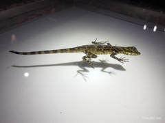 Rueda's Anole photo 4