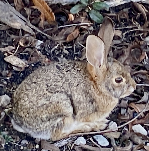 iNaturalist observation photo of Desert Cottontail