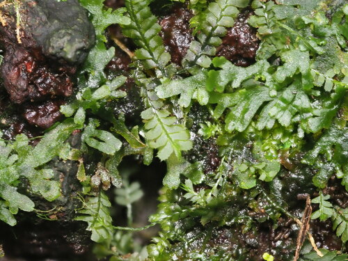 Plagiochila grossispina
