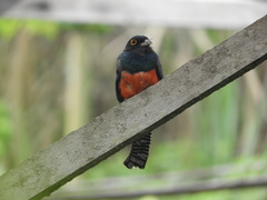 Trogon curucui