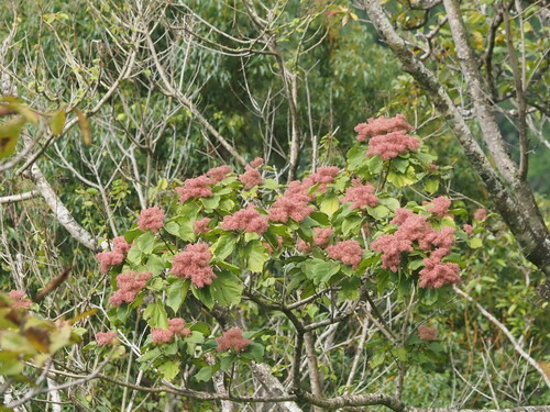 Image of Heliocarpus americanus by (c) Kevin Faccenda, some rights reserved (CC BY)