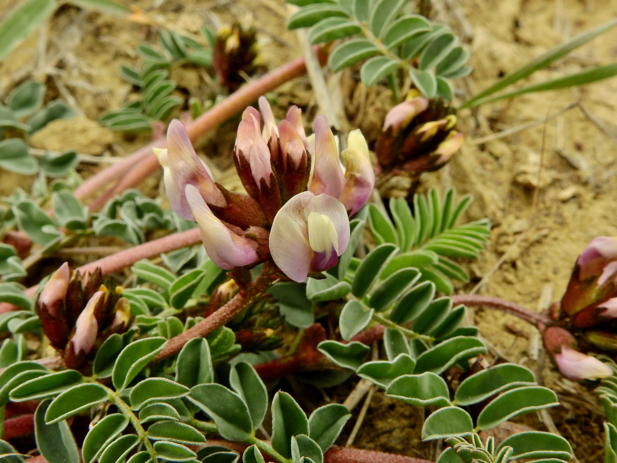 Astragalus cibarius