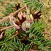 Astragalus cibarius - Photo (c) Tim Shortell, μερικά δικαιώματα διατηρούνται (CC BY-NC), uploaded by Tim Shortell