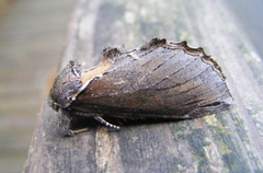 Pheosidea elegans