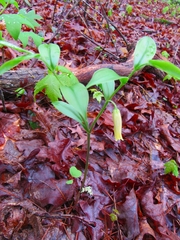 Uvularia puberula