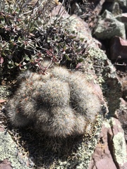 Escobaria organensis