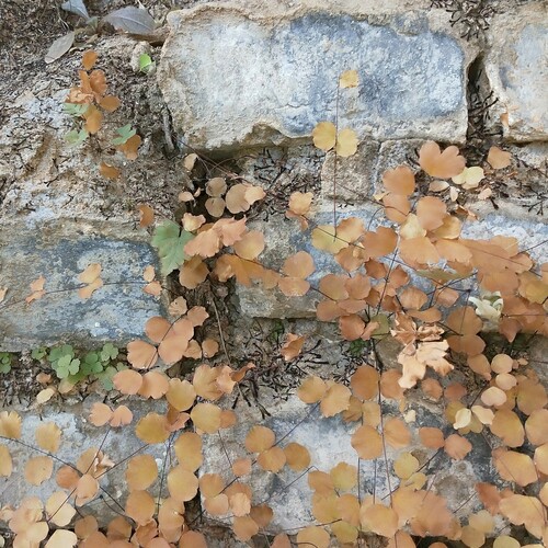 Adiantum capillus-junonis iNat (3)