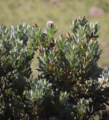 Protea subvestita