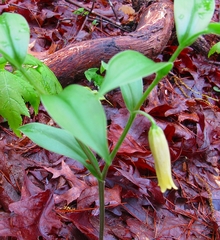 Uvularia puberula