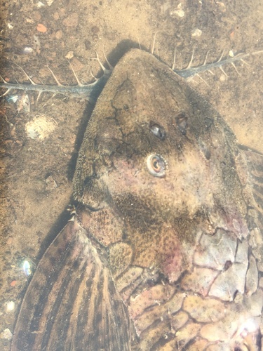 Whiptail catfish (Paraloricaria vetula) — Loricariidae